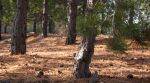 76. Black Pines in Troodos Mountains
